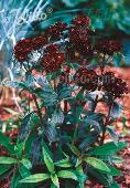 Dianthus barbatus 'Nigrescens'